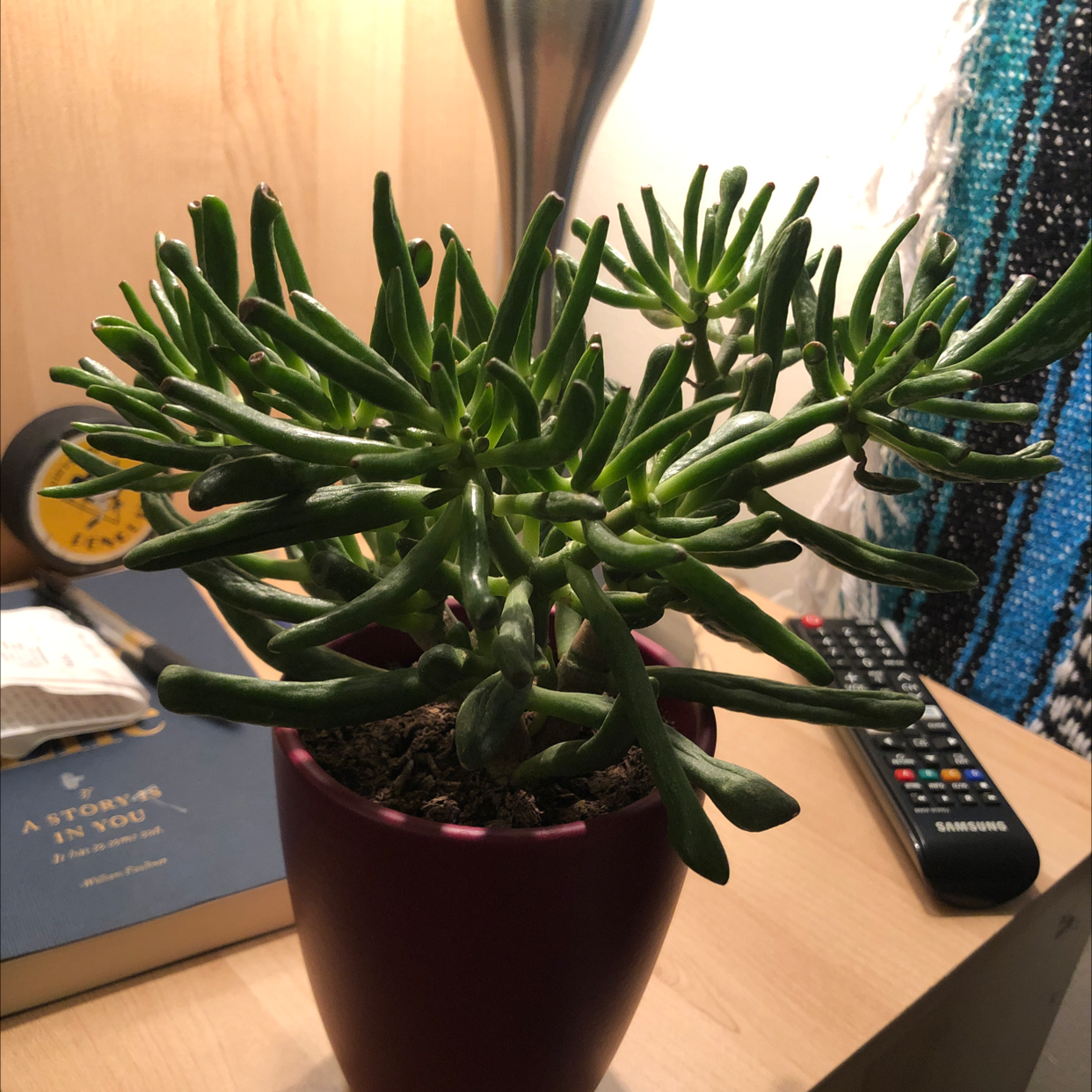Trumpet Jade plant photo by @skemtobird named Gollum on Greg, the plant care app.