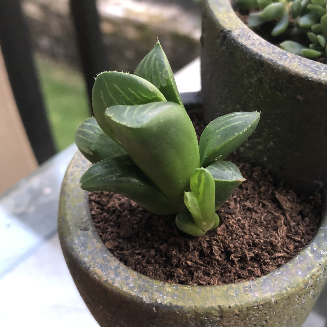 Cathedral Window Haworthia plant in a pot with visible soil, appears healthy.
