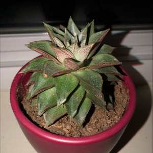 Echeveria 'Dionysos' plant photo by Skemtobird named Steven on Greg, the plant care app.