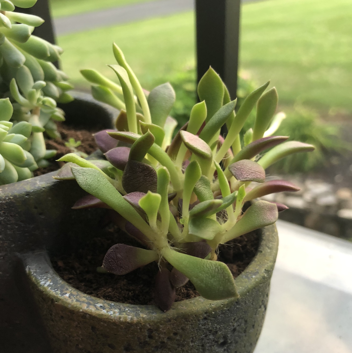 Succulent plant identified as Sand Rose in a pot with green and purpling leaves.