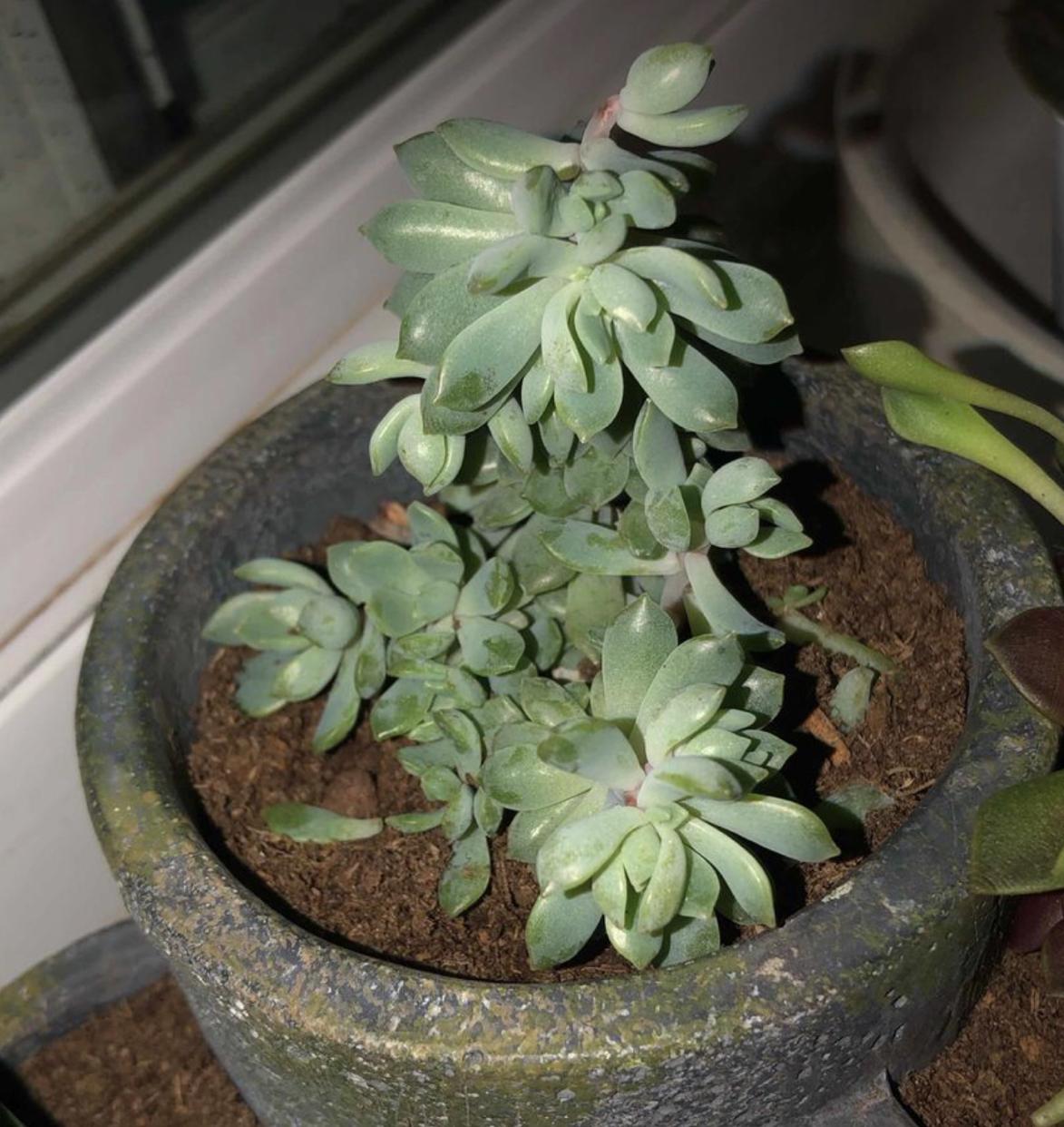 Graptopetalum macdougallii plant photo by @skemtobird named Kanye on Greg, the plant care app.