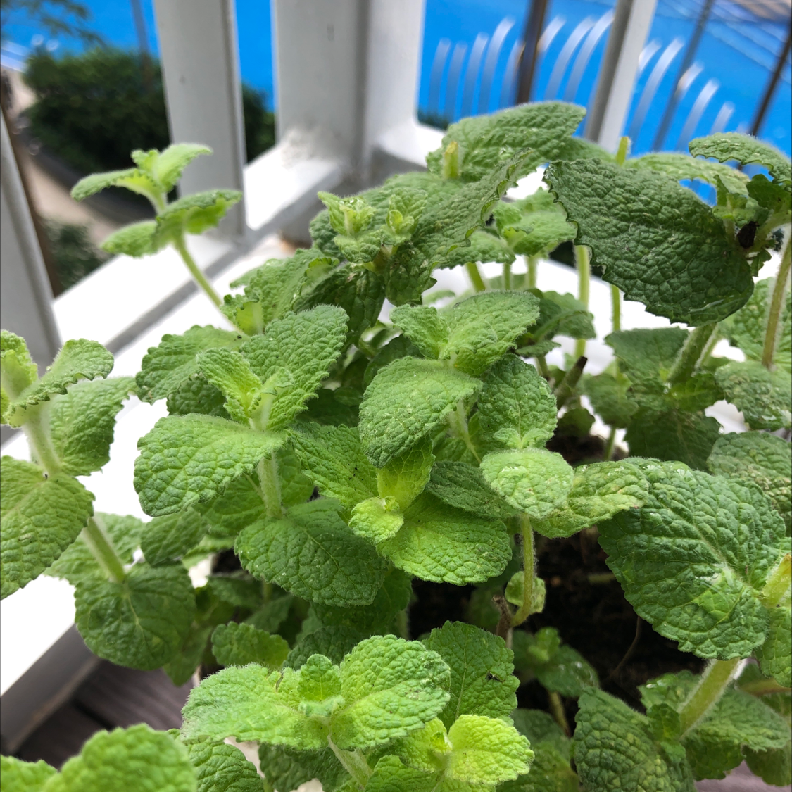 Healthy Apple Mint plant with vibrant green leaves on a balcony.