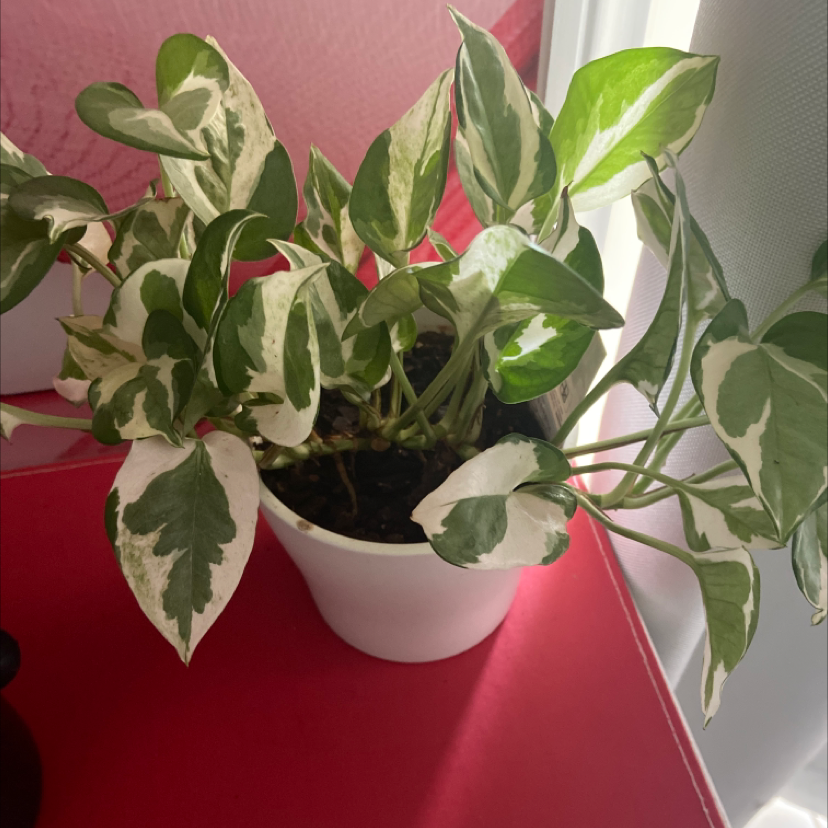 Snow Queen Pothos plant in a white pot with variegated green and white leaves.