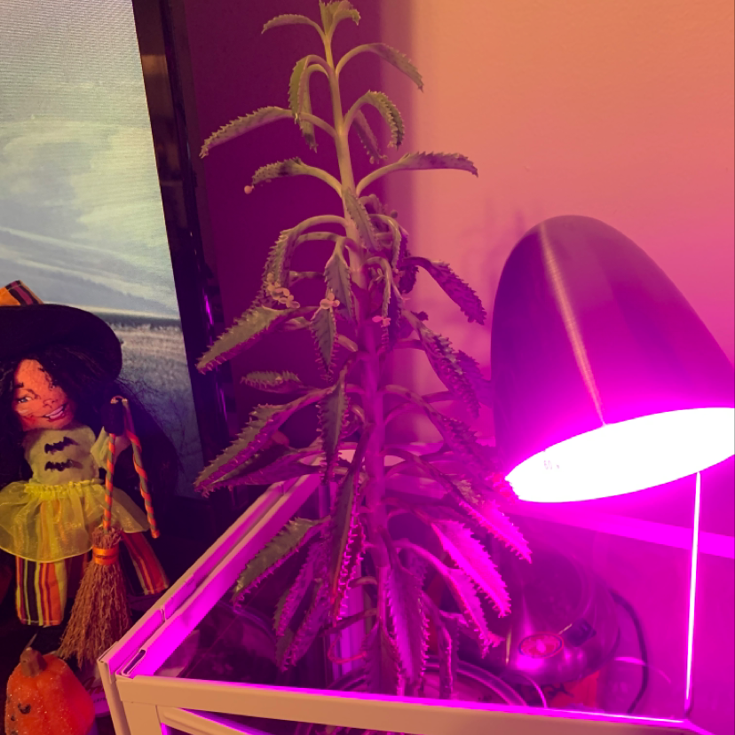 Mother of Thousands plant with tall stalk covered in small plantlets and large green leaves at the base, slight yellowing on some leaves