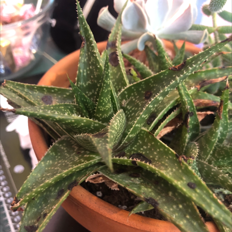 Broad-Leaved Aloe plant in a terracotta pot with visible black spots on leaves.