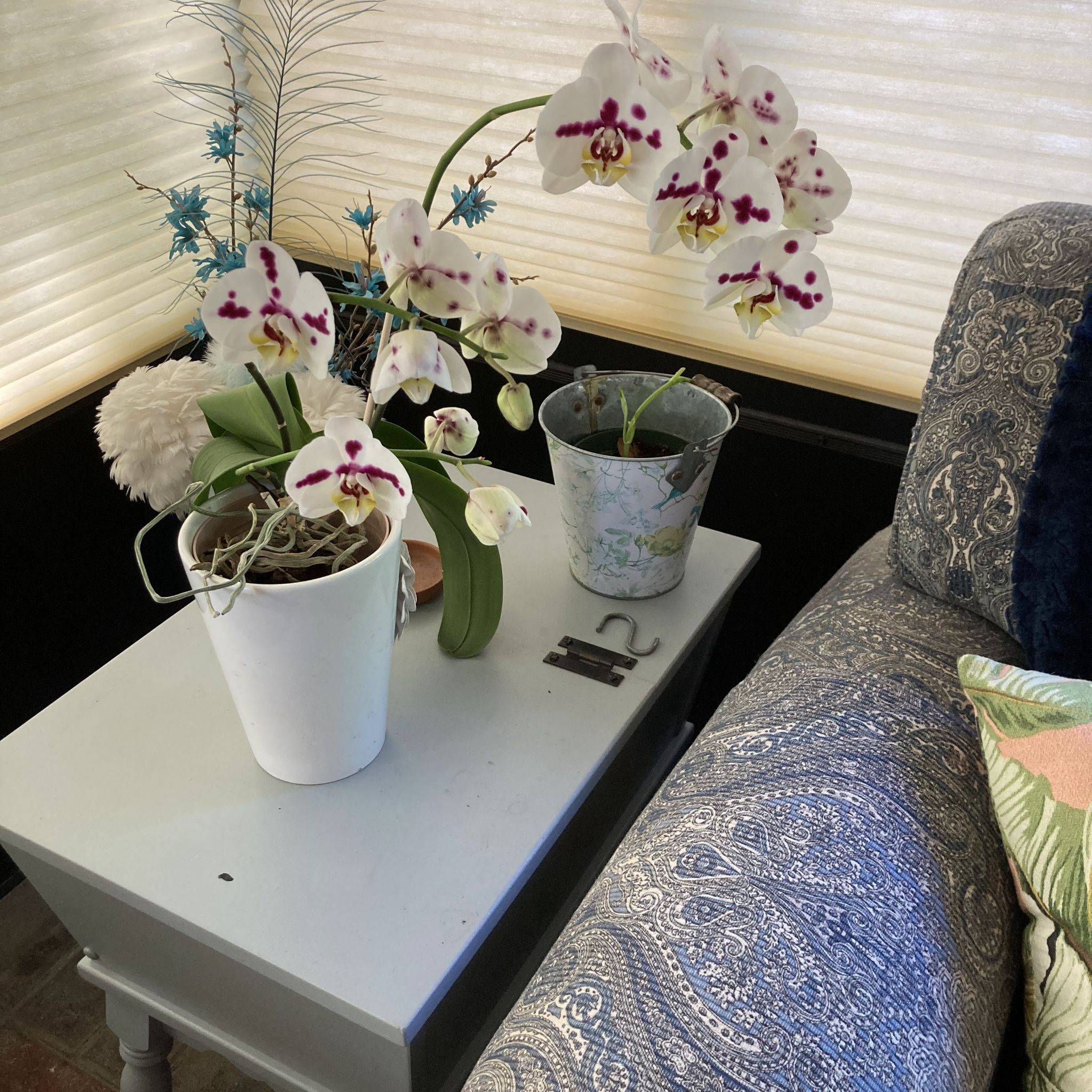 Photo of the plant species I-Hsin Dalmation Orchid by @CapablePinkpoui named Orchid on Greg, the plant care app