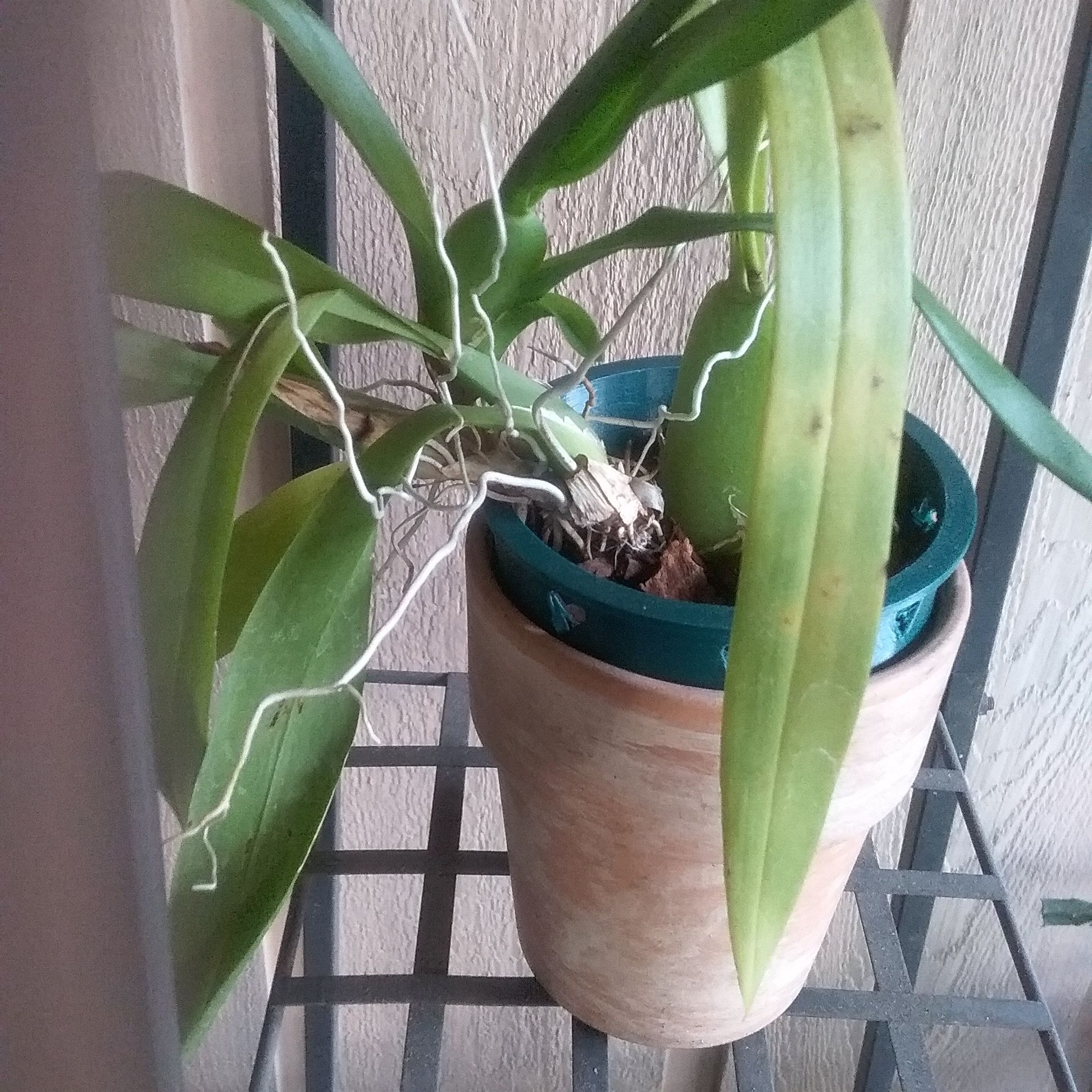 Photo of the plant species dendrobium by @CapablePinkpoui named Orchid D on Greg, the plant care app