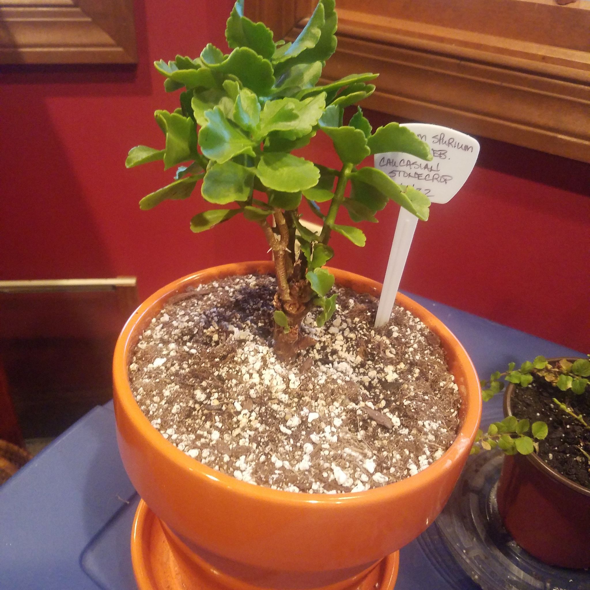 Photo of the plant species Sedum spurium 'John Creech' by @FancyPlantsLady named Crassy on Greg, the plant care app