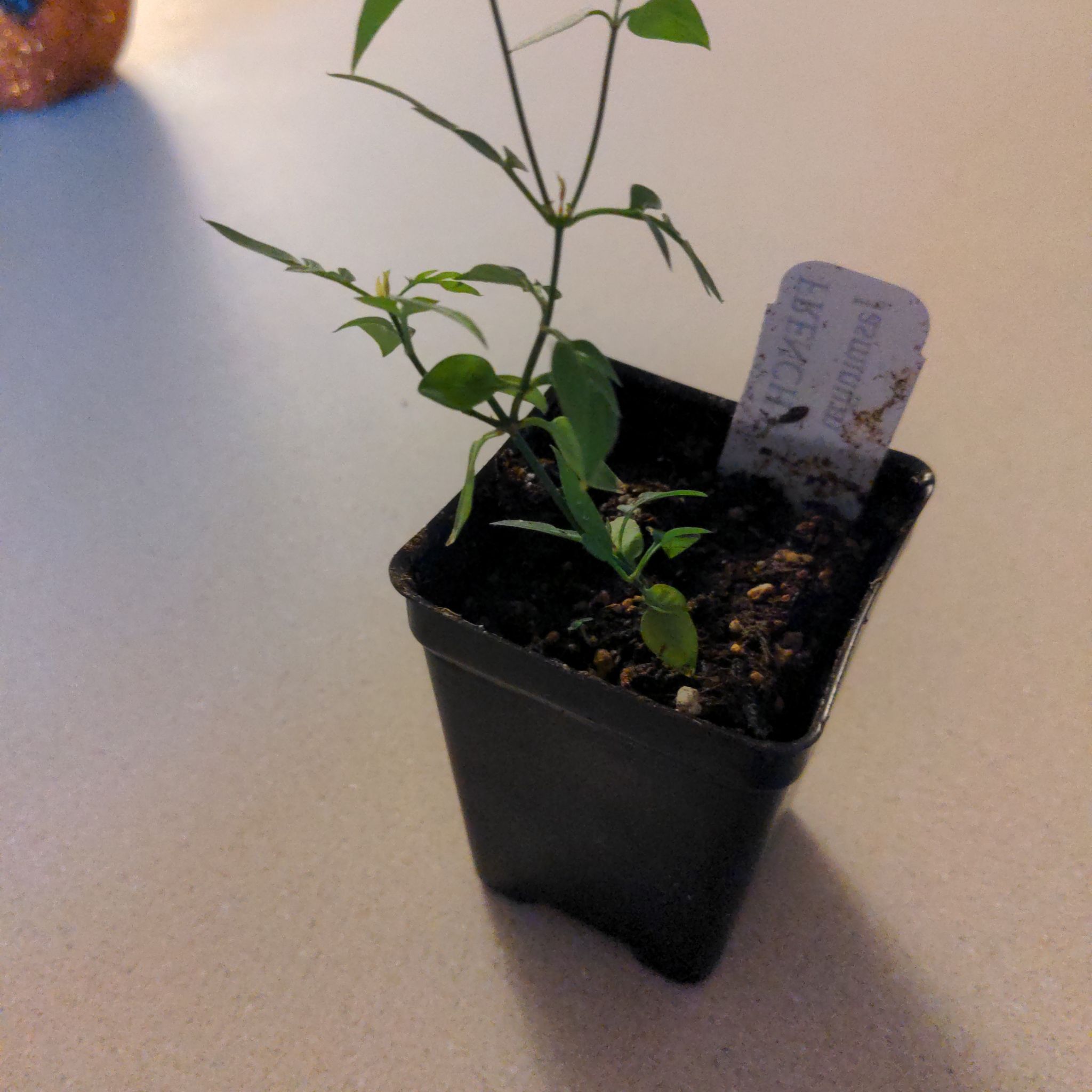 Photo of the plant species Jasmine by @ClearcutBalsam named Jasmine on Greg, the plant care app