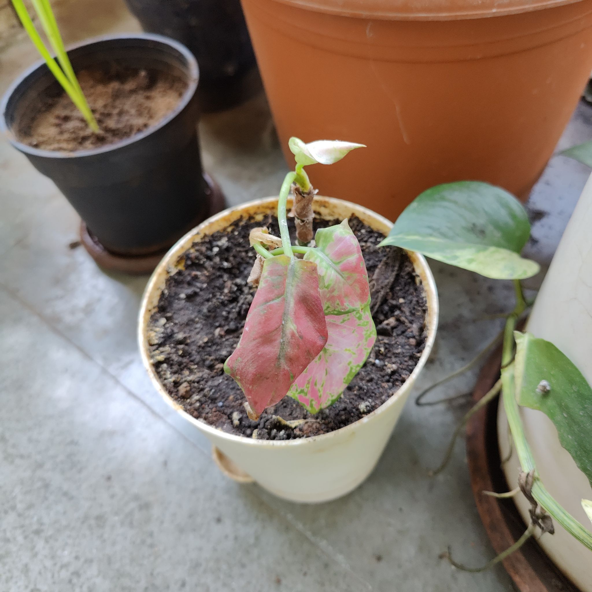Aglaonema 'Red Valentine' plant in a white pot with visible soil and discolored leaves.