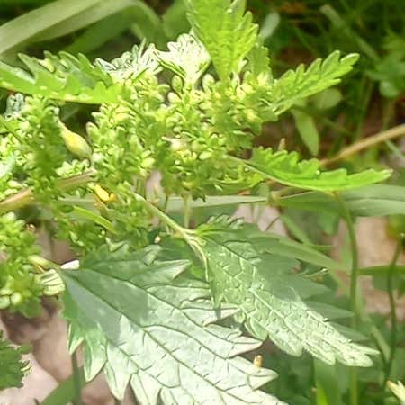Photo of the plant species Small Nettle by @NeotericIvy named Hd on Greg, the plant care app