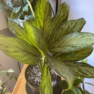 Chinese Evergreen 'Silver Queen' plant in South Ogden, Utah