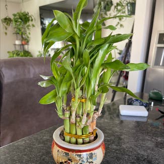 Lucky Bamboo plant in South Ogden, Utah