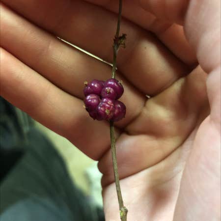 Photo of the plant species Coralberry by @BoredomSnail named Spriglett on Greg, the plant care app