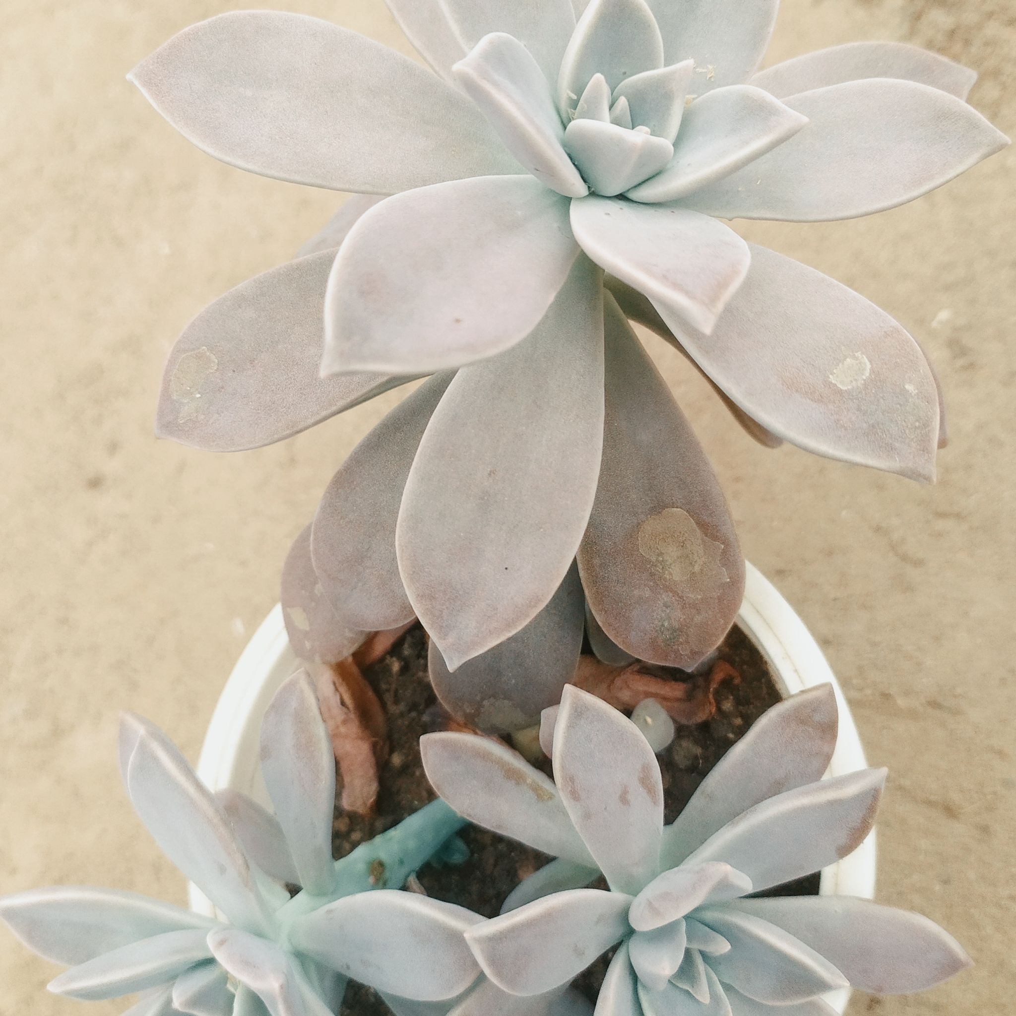 Photo of the plant species Ghost Plant by @GaietyChollipo named Echeveria on Greg, the plant care app