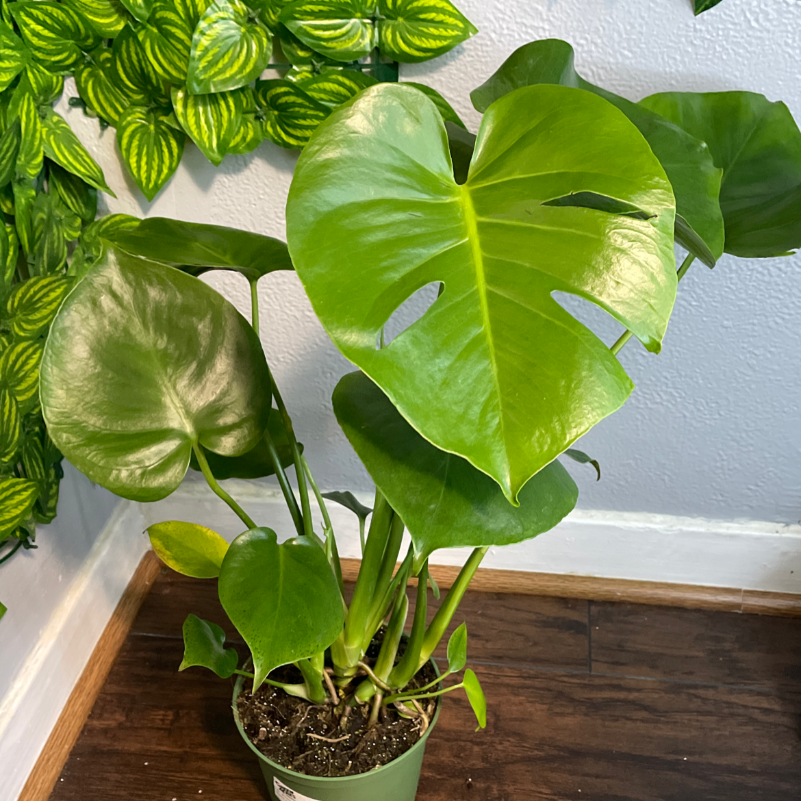 Philodendron Narrow Tiger Tooth plant photo by Sydney named Greenie on Greg, the plant care app.