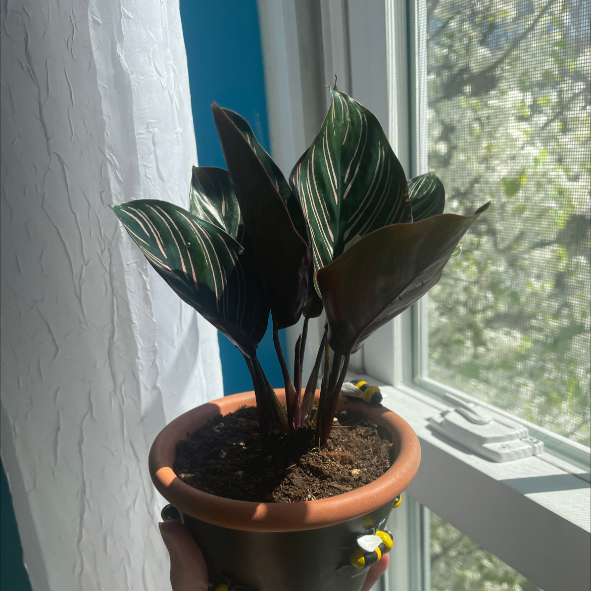 Pinstripe Calathea plant photo by @laursinger named Callie on Greg, the plant care app.