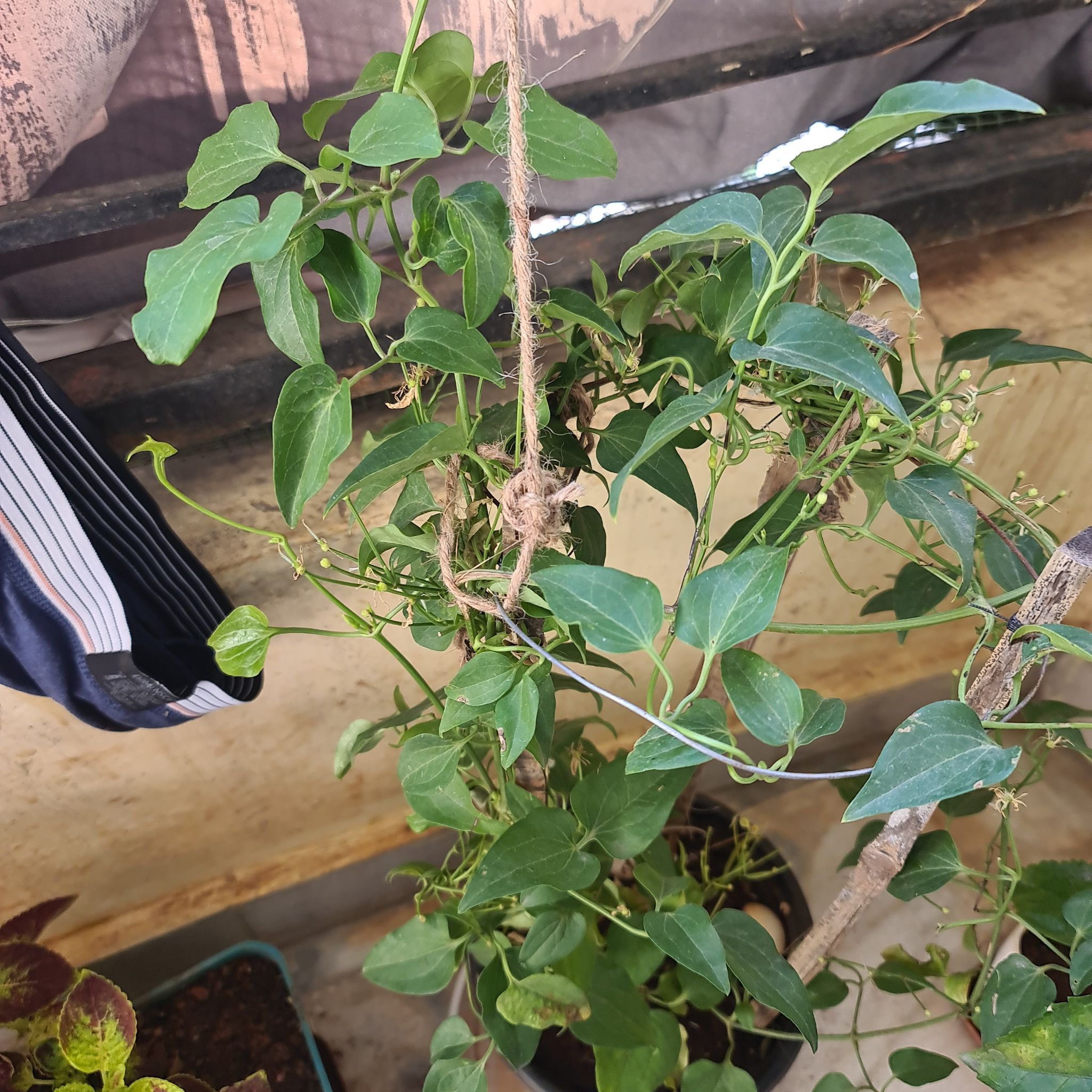 Sweet Autumn Virginsbower plant in a pot with green leaves and small buds.