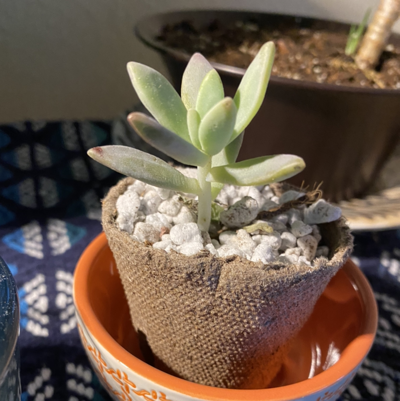 Graptosedum 'Darley Sunshine' succulent in a fabric pot with white gravel.
