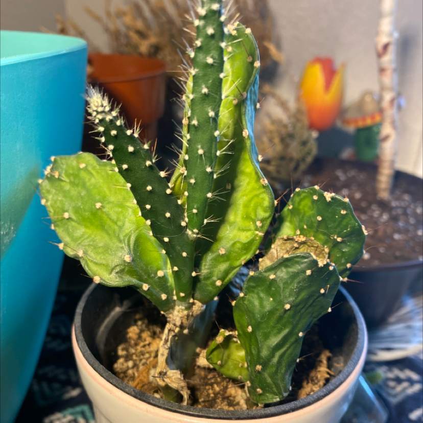 Brazilian Pricklypear plant in a pot with some yellowing and browning pads.