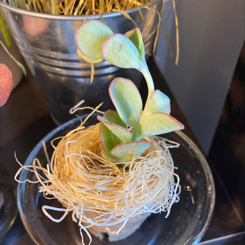 Marnier's Kalanchoe plant in a nest-like structure with a metallic container in the background.