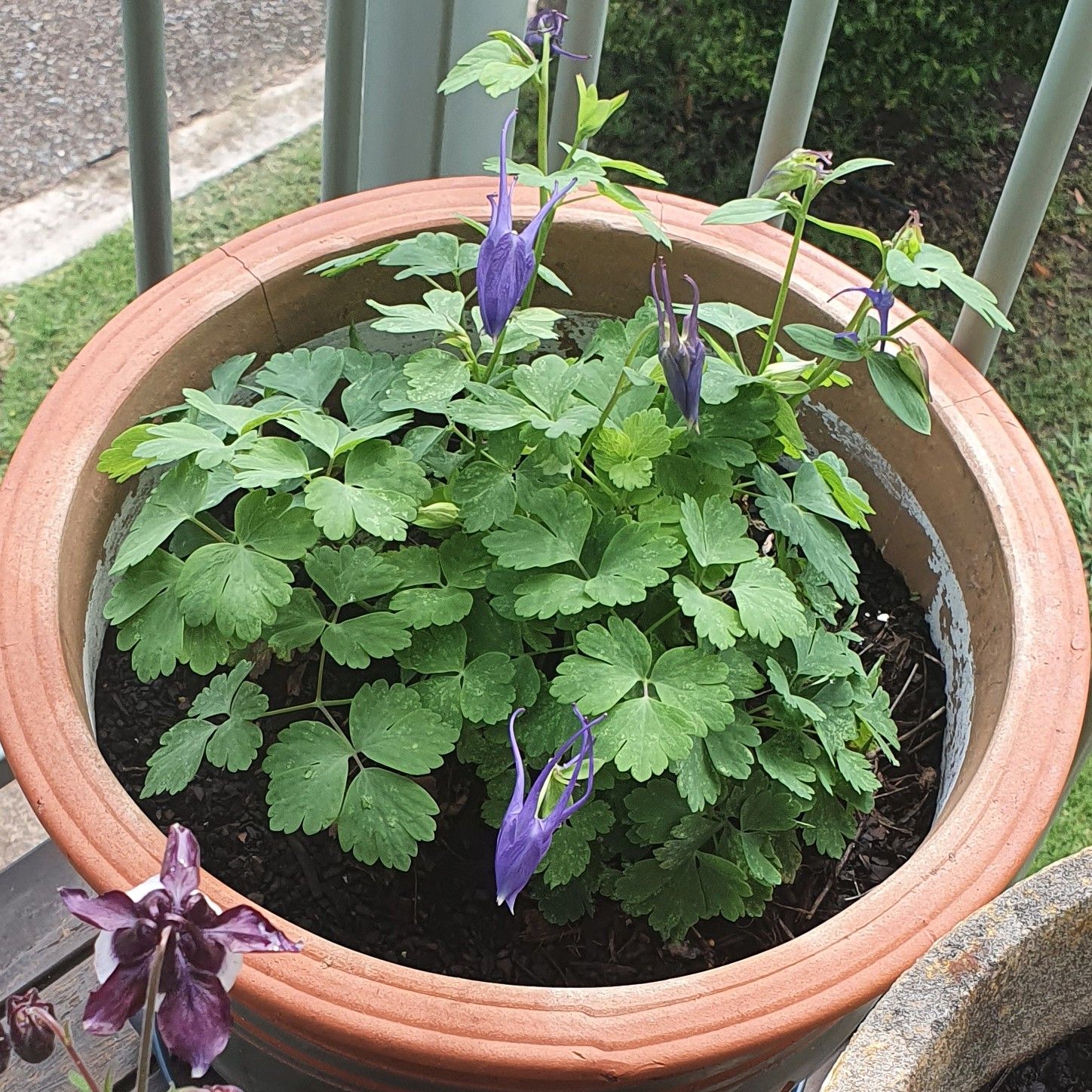 Potted Common Columbine plant with green leaves and purple flowers.
