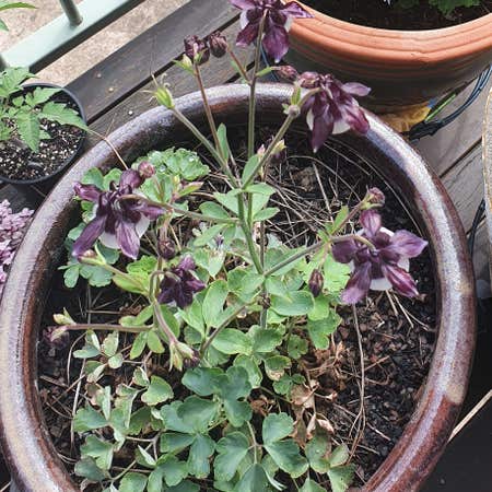Photo of the plant species Aquilegia Vulgaris by Pureskimmia named William Guinness on Greg, the plant care app