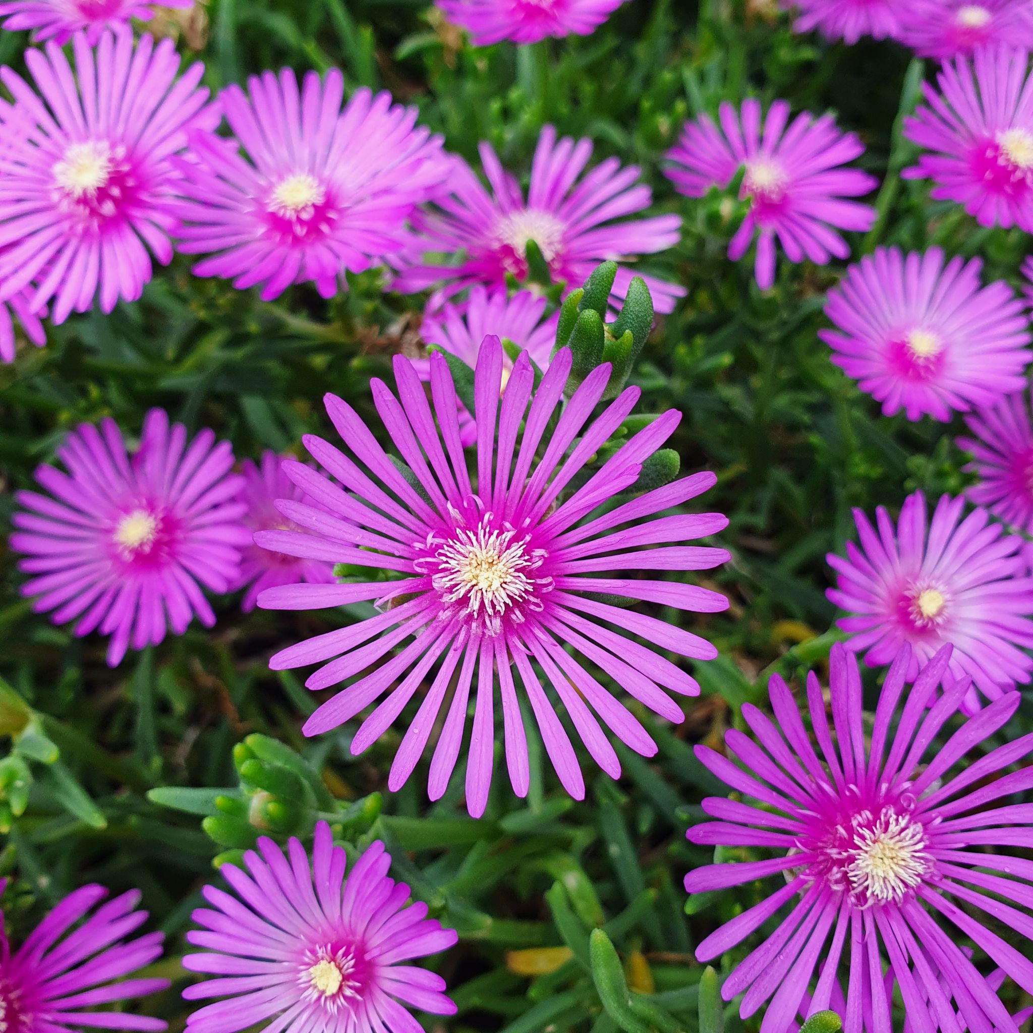 A well-focused image of a healthy Iceplant with vibrant purple flowers.