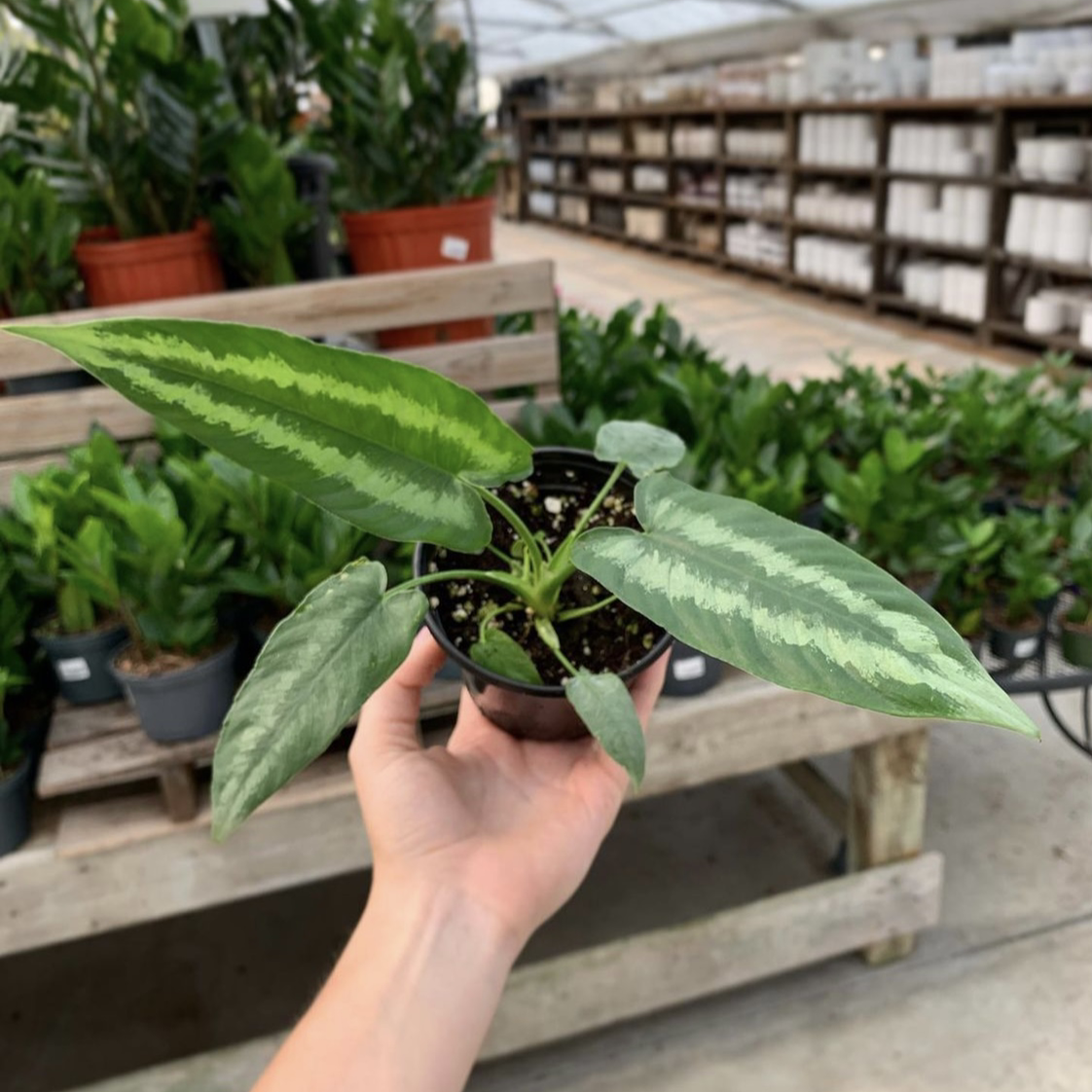 Schismatoglottis wallichii plant in a small pot held by a hand, with vibrant green leaves.