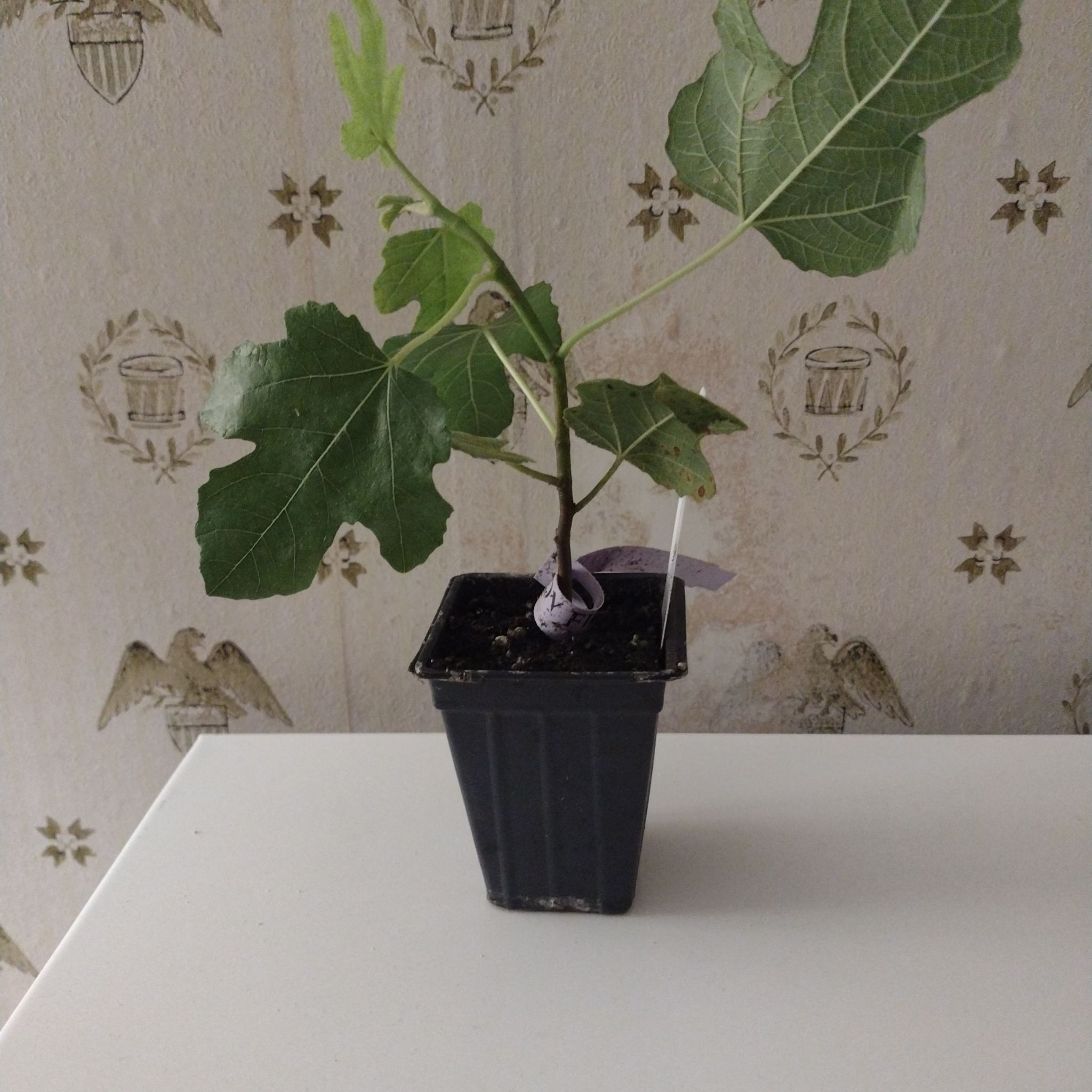 Young Hardy Fig Tree in a black plastic pot with green leaves, against a patterned wallpaper.