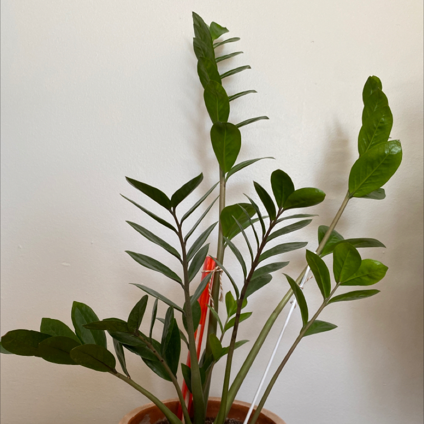 Zamioculcas Zamiifolia plant photo by @Bahodirova named Nora on Greg, the plant care app.