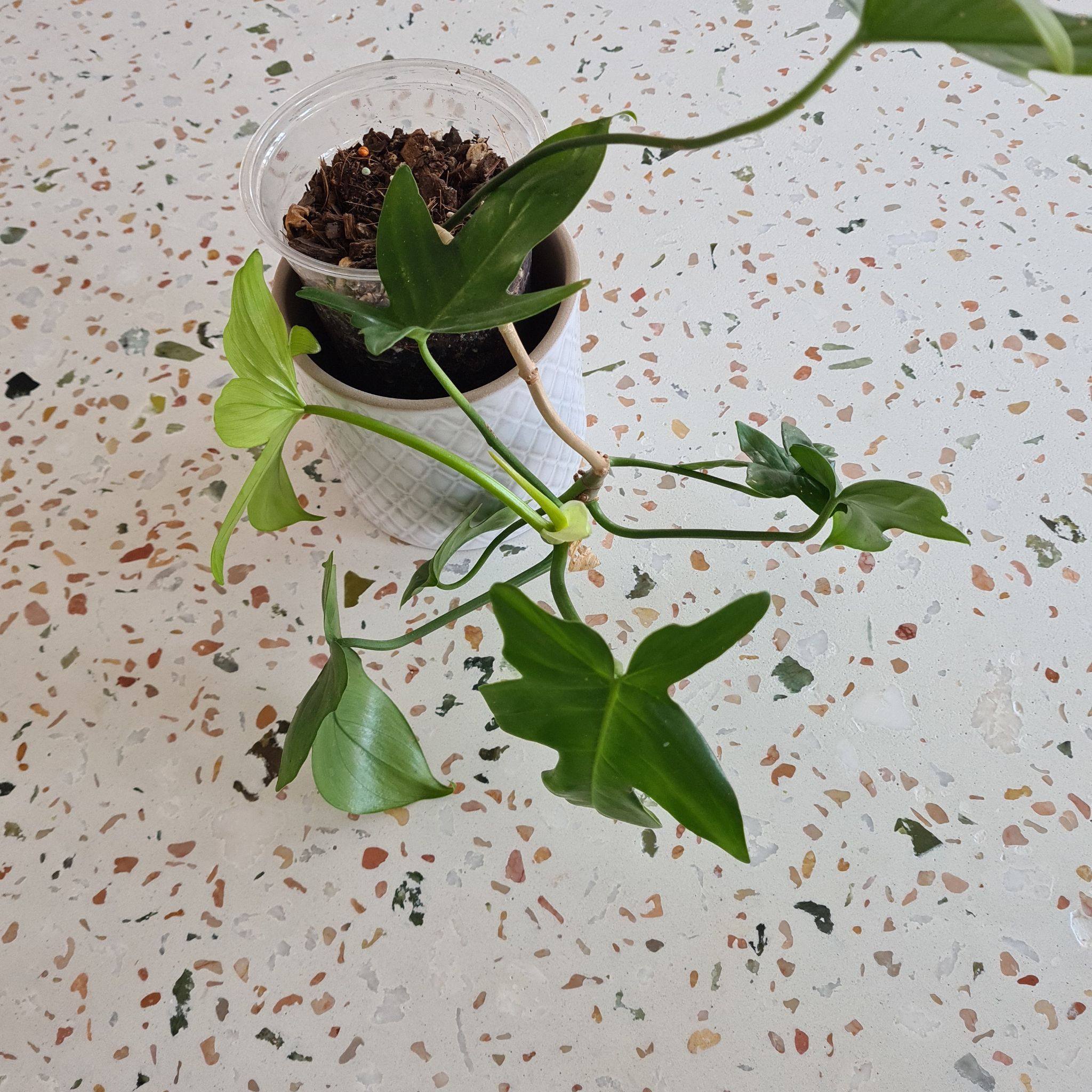 Plant care for Alisma nanum on Greg, the plant care app