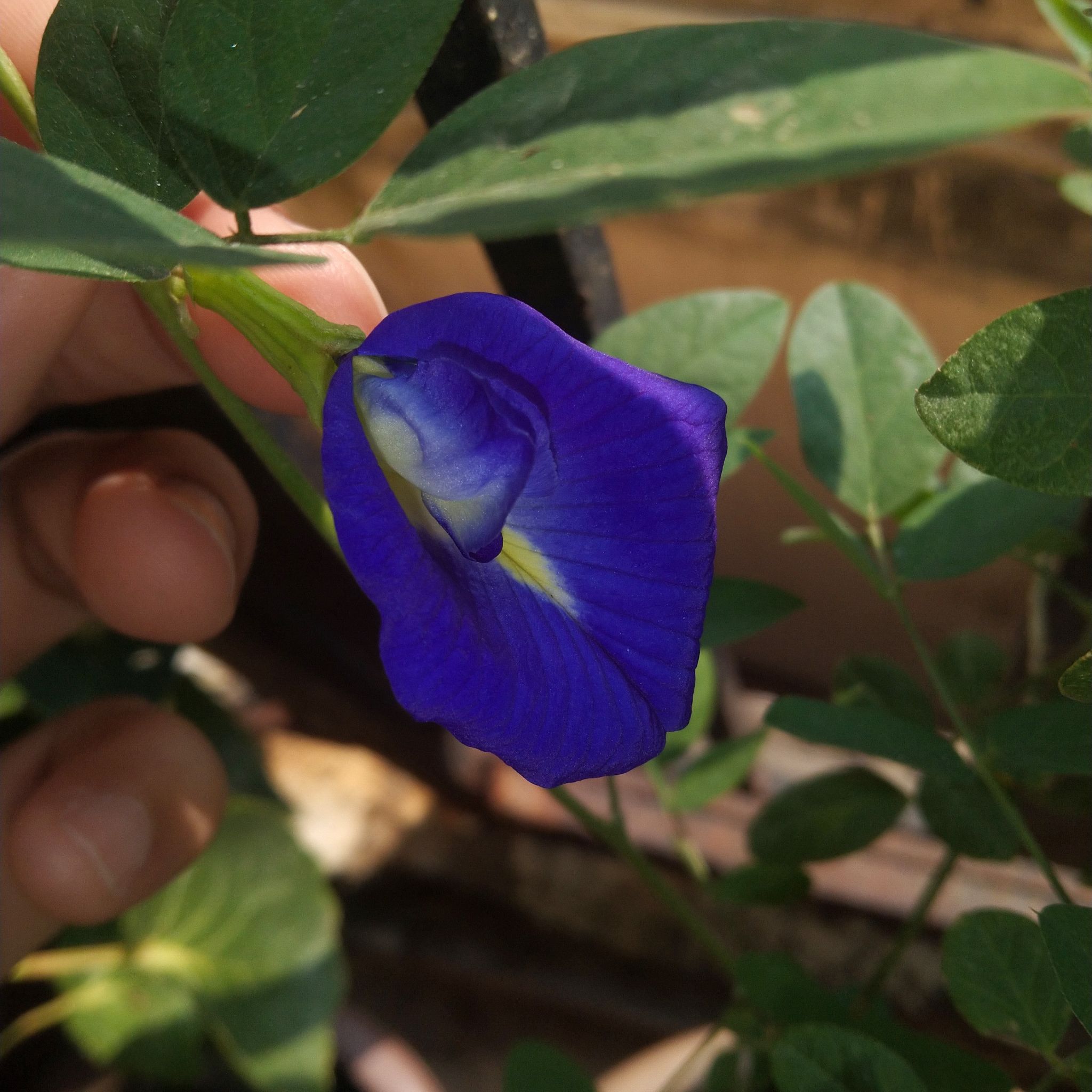 Asian Pigeonwings plant with a prominent blue flower held by a hand.