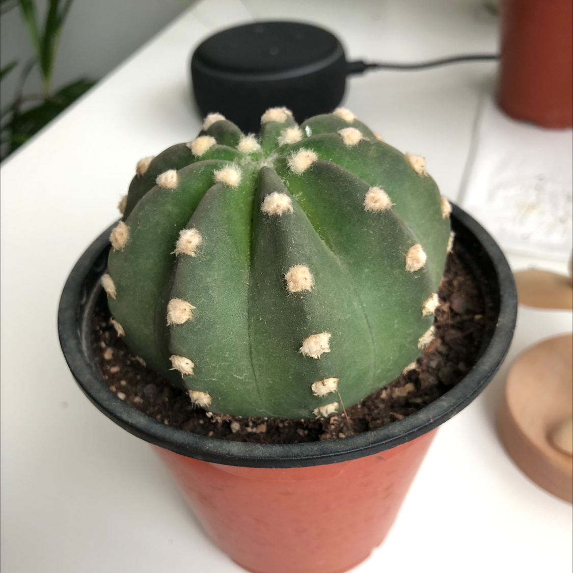 Domino Cactus in a small pot, healthy and well-framed.