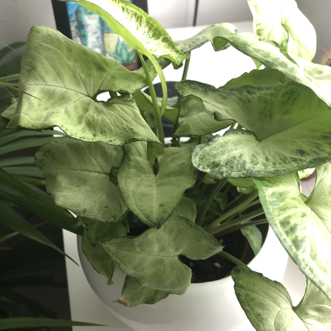 Syngonium 'White Butterfly' plant in a white pot with mostly healthy leaves.