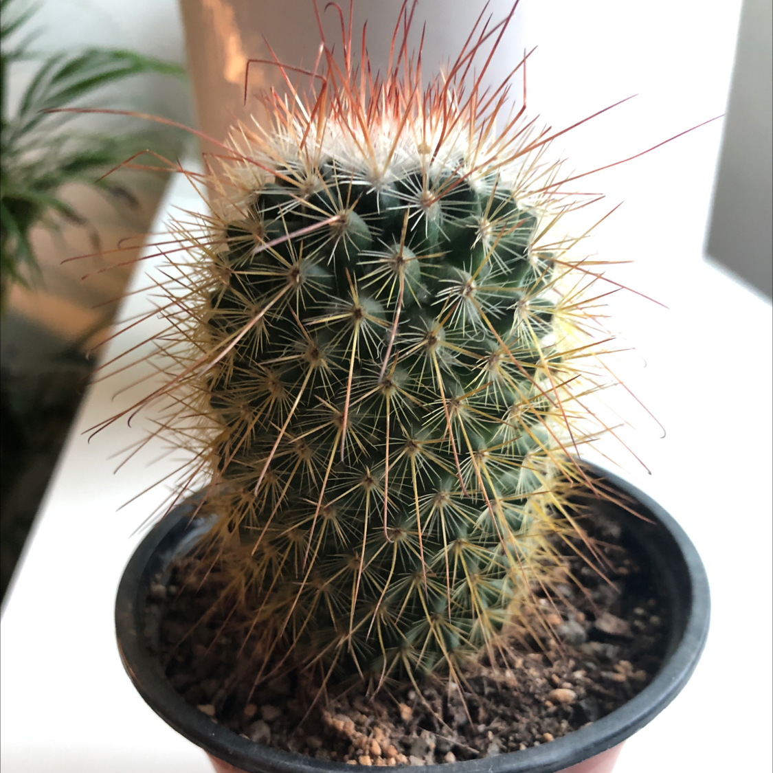 Photo of the plant species Spiny Pincushion Cactus by @skepticPhytophile named Epicurus on Greg, the plant care app