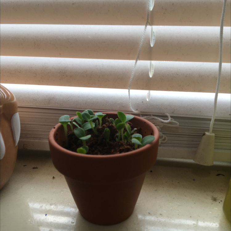 Small potted Chinese Forget-Me-Not seedlings on a windowsill with blinds in the background.