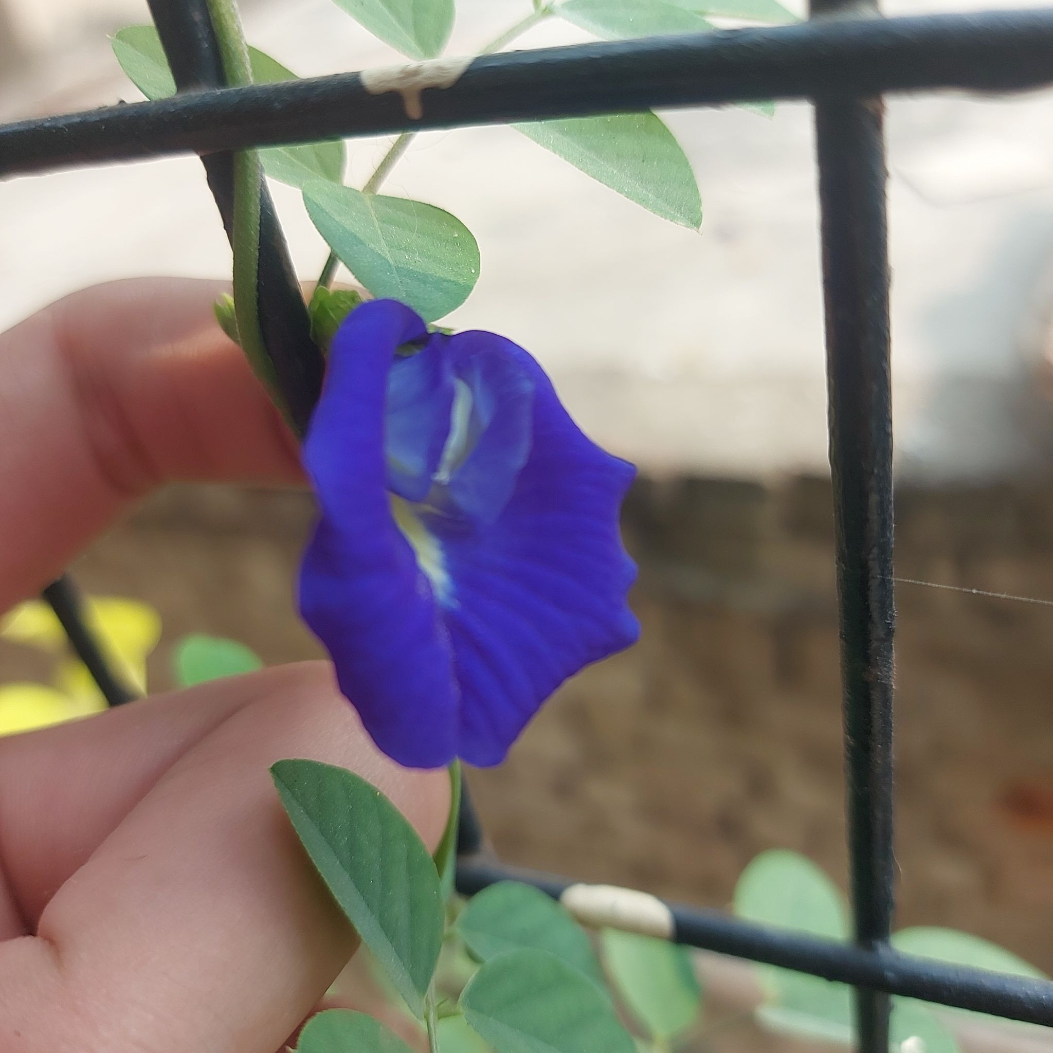 Close-up of an Asian Pigeonwings (Clitoria ternatea) flower held by a hand.