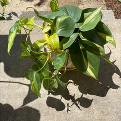 Philodendron Brasil plant