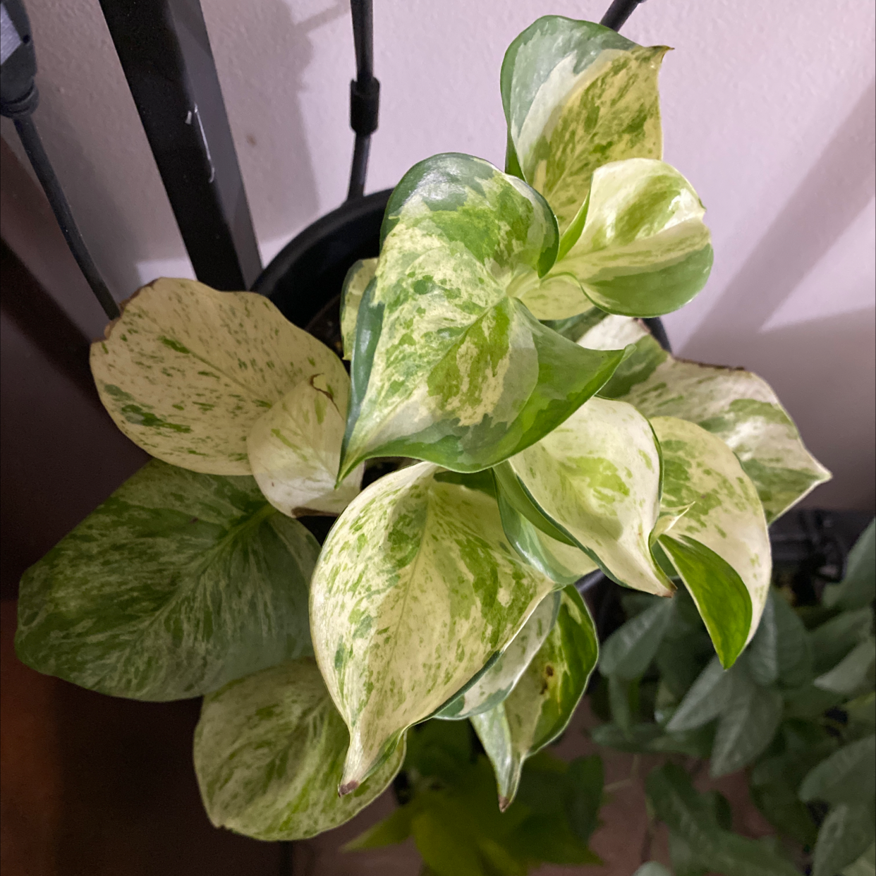 Manjula Pothos plant with variegated leaves, well-framed and healthy.