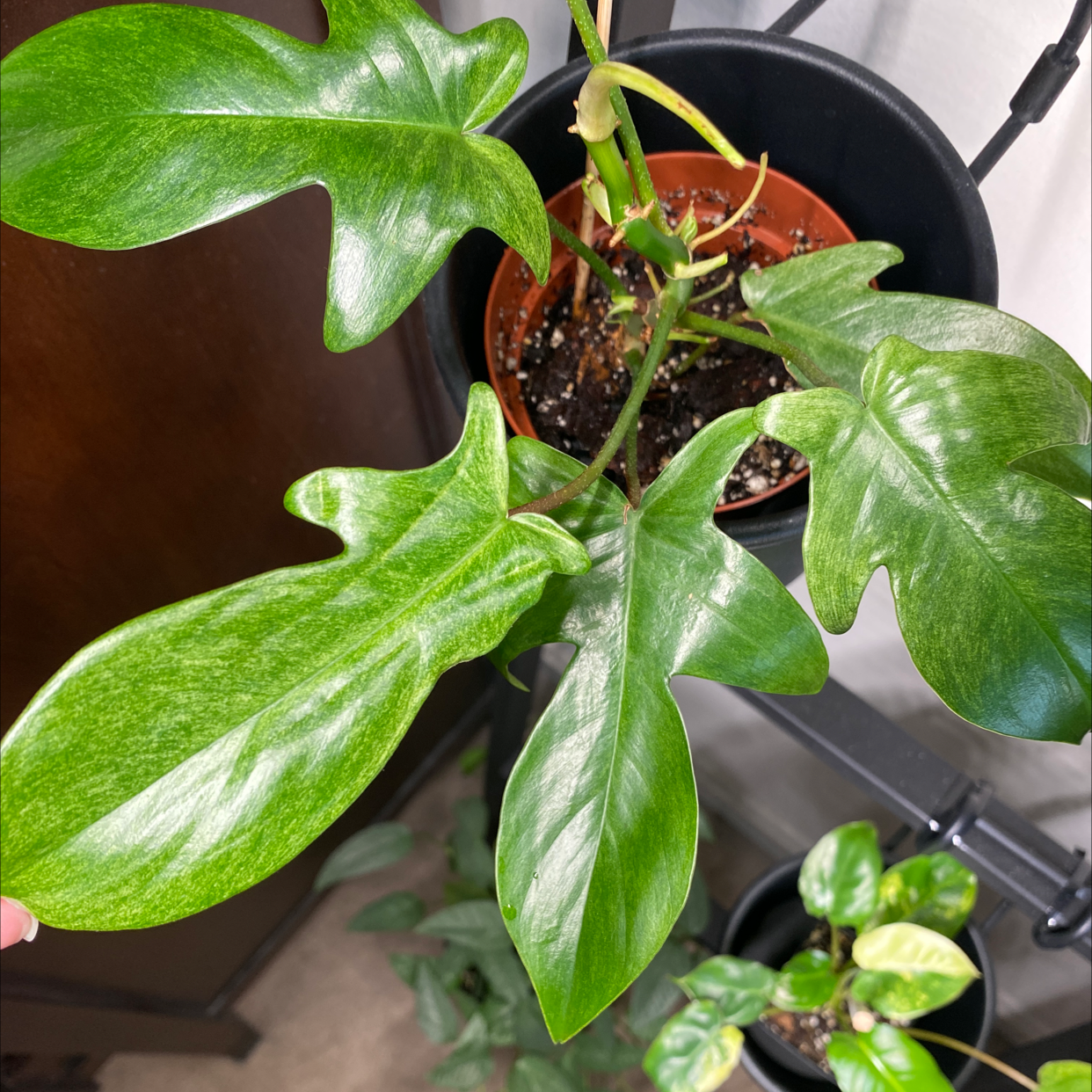 Philodendron 'Florida Ghost' plant with healthy green leaves in a pot.