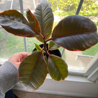 Ficus 'Ruby' plant in Somewhere on Earth