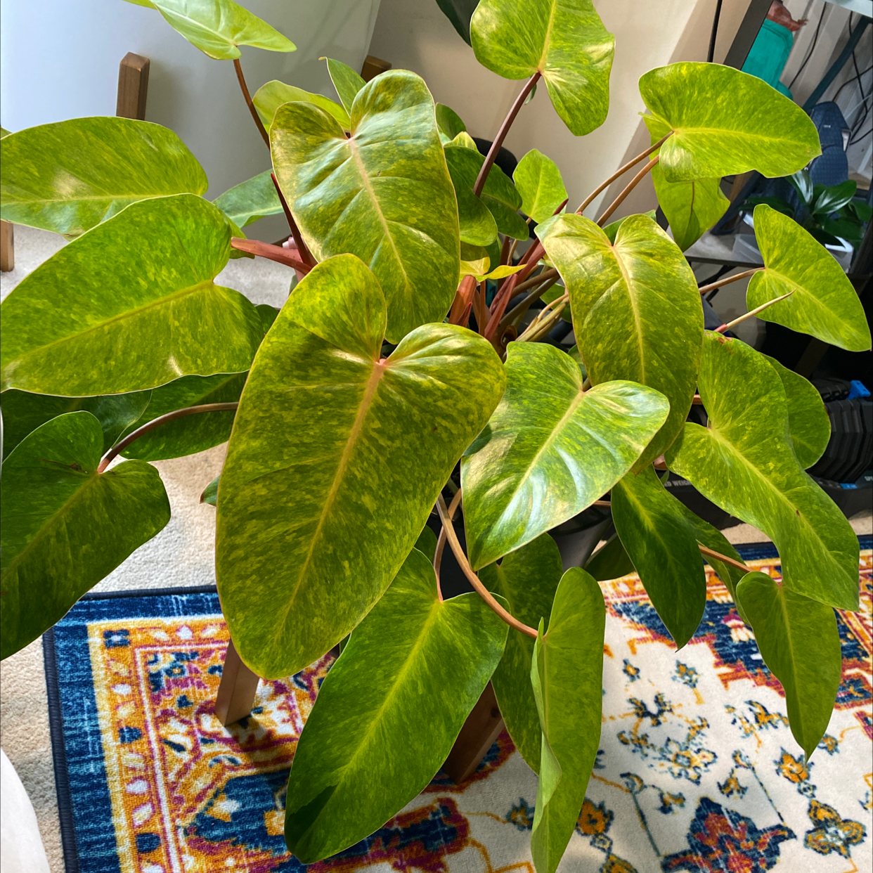 Photo of the plant species Philodendron 'Painted Lady' by @Blau_Ozean named Monet on Greg, the plant care app