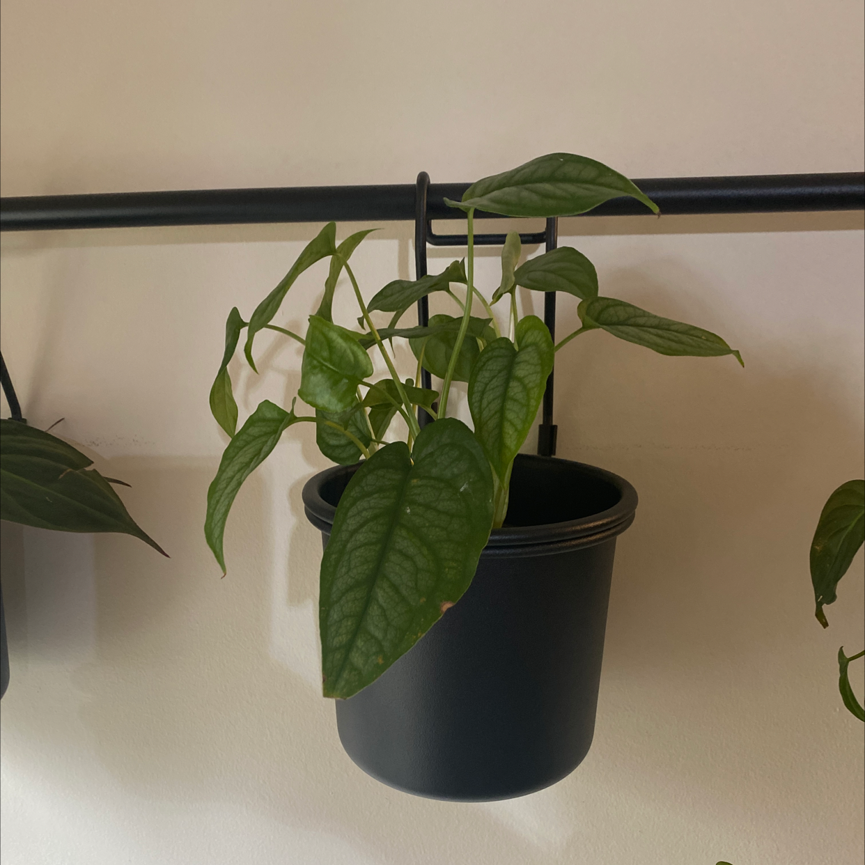 Potted Silver Monstera plant hanging from a black rod with healthy green leaves.