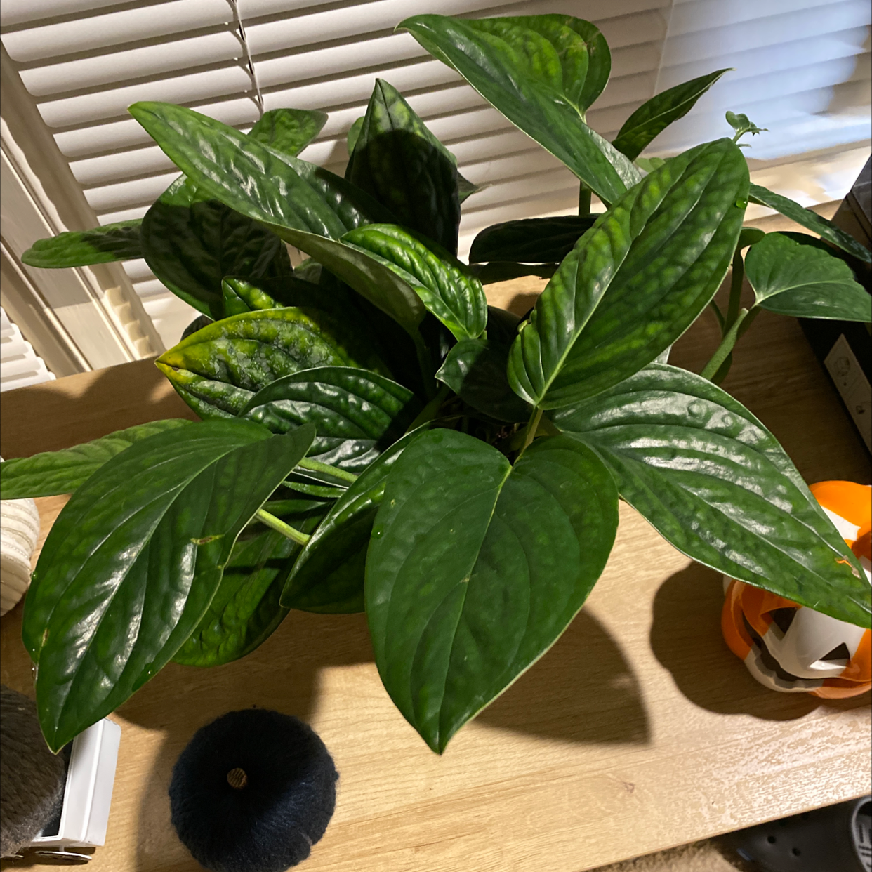 Monstera pinnatipartita plant with healthy green leaves on a wooden surface near a window.