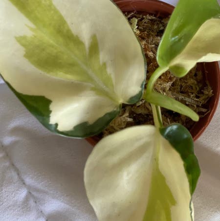 Photo of the plant species Gabby Philodendron by Blau_ozean named Gabby on Greg, the plant care app
