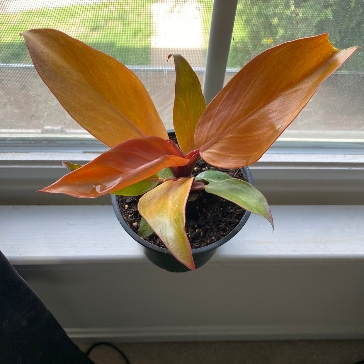 Philodendron Prince of Orange plant photo by @Blau_Ozean named Slice on Greg, the plant care app.
