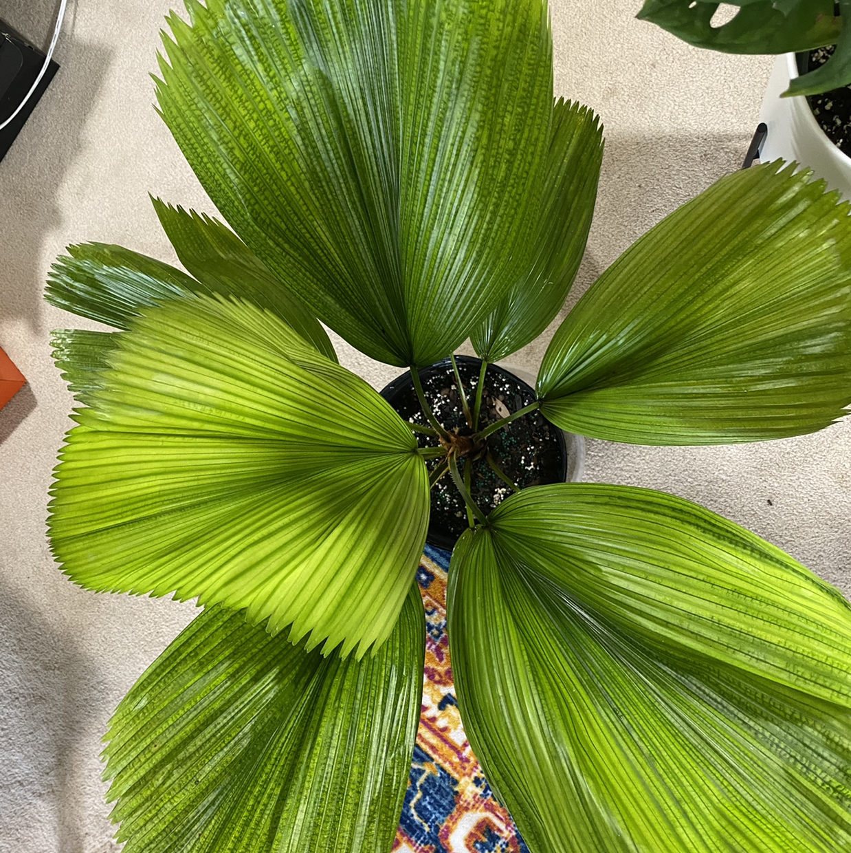 Photo of the plant species Ruffled Fan Palm by @Blau_Ozean named #1 Fan on Greg, the plant care app