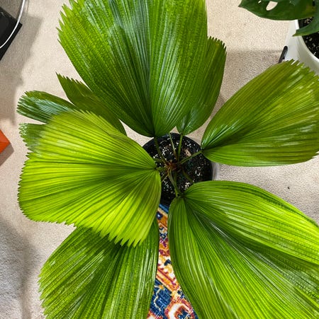 Photo of the plant species Ruffled Fan Palm by @Blau_Ozean named #1 Fan on Greg, the plant care app