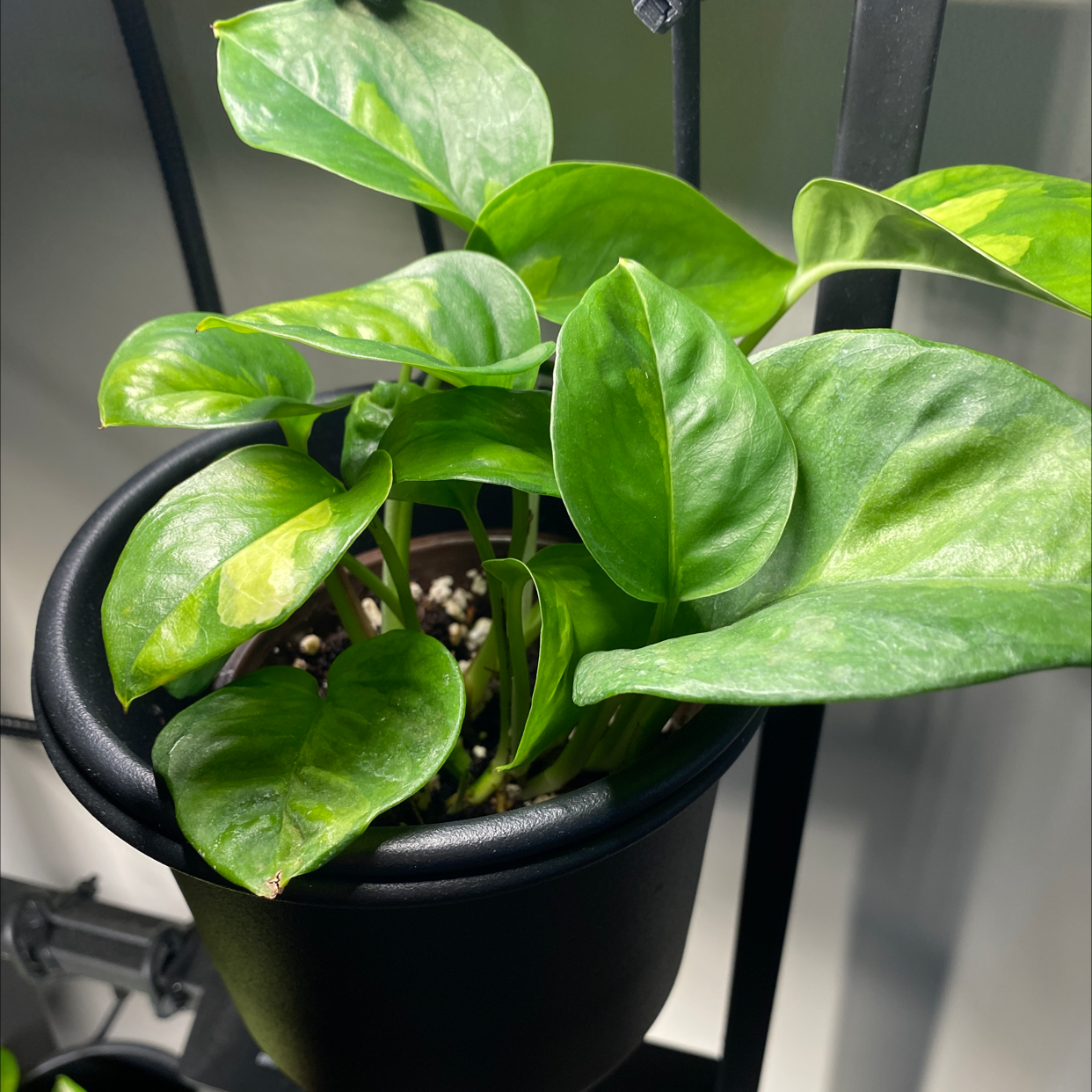 Healthy Global Green Pothos plant in a black pot with vibrant green leaves.